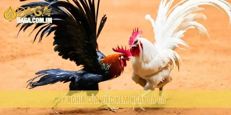 Ý nghĩa của việc xem ngày đá gà